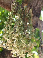 The season for harvesting medicinal herbs.Bunches of medicinal herbs are suspended and dried naturally under a tree. Drying process.