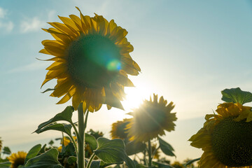 sunflower in front of the sun