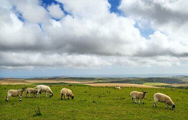 South Downs National Park, Sussex, UK near Firle Beacon. Sheep with views over the coast and English Channel seen from the South Downs Way. The South Downs Way is a national trail popular with walkers