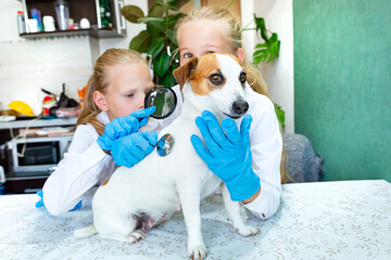 Two blond Caucasian girls of 8-9 years old in blue medical gloves are studying, treating a dog Jack Russell. Stethoscope, magnifier. Scientific work in biology, zoology, homework, play. Vet clinic.