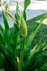 Fototapeta premium Crinum asiaticum flower in a garden 
