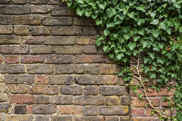 old brick wall with ivy
