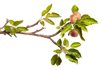 ripe juicy apples on a branch on a white background