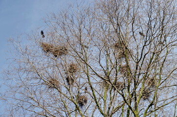 In early spring, a variety of birds fly and stand on the branches of a tree near their nests, Sofia, Bulgaria