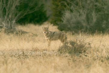 coyote in a field in Texas  - obrazy, fototapety, plakaty