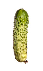 young green cucumbers on white background
