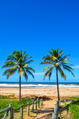 palm trees on the beach Brazil