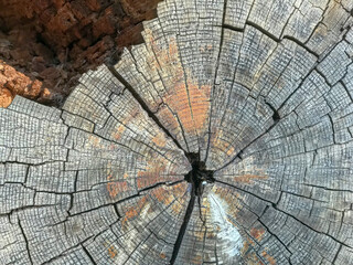 Wooden log surface filled with rhythmic cracks