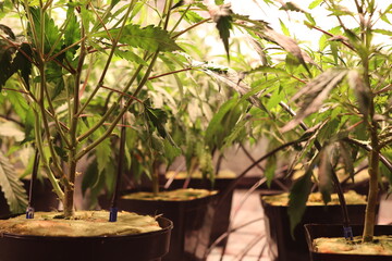 Legal grow room with CBD cannabis