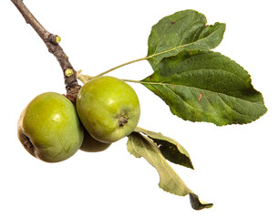 green unripe apples on a branch on a white background
