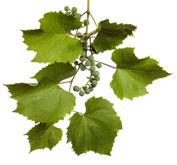 green vine leaves on white background
