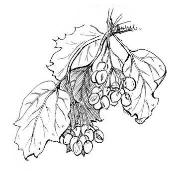 Branch of grapes with leaves and berry. Sketch style. Hand drawn illustration