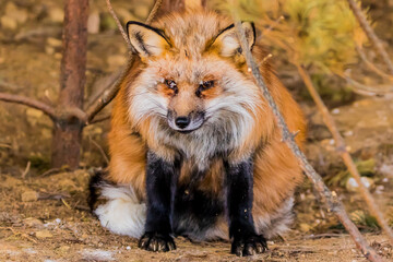 Scandinavian red fox - Finnish Lapland
