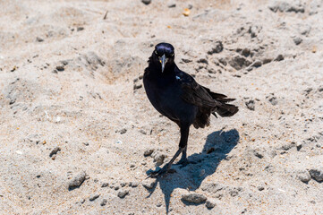 Boat-tailed Grackle Looking for Handouts