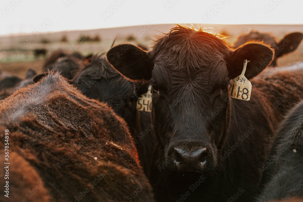 Wall mural feedlot heifer