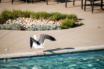 Seagulls frolic in a pool on a sunny day