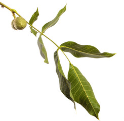 green walnuts on branches on white background