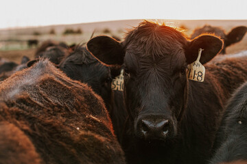 Feedlot heifer