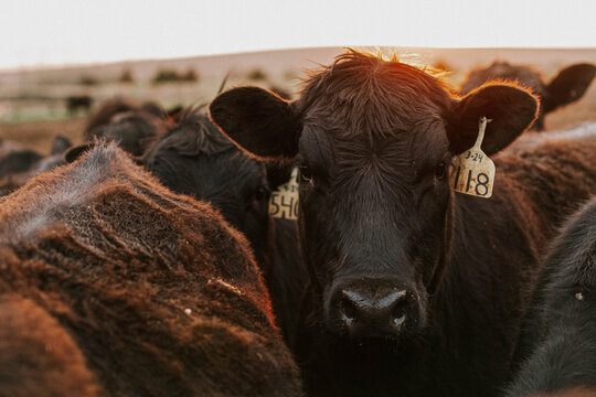 Feedlot Heifer