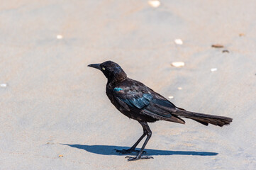 Boat-tailed Grackle