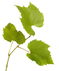 green vine leaves on white background