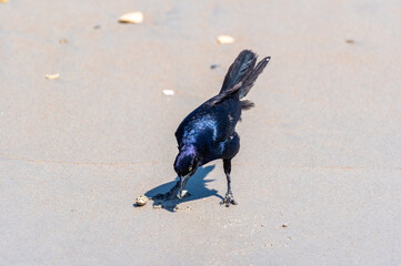 Boat-tailed Grackle at the Beach