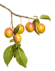 cherry plum fruit on a branch on a white background