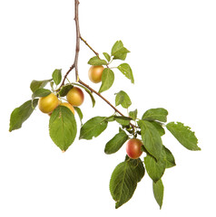 cherry plum fruit on a branch on a white background