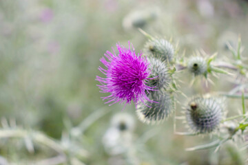 Purple thistle flower and prickly buds closeup.