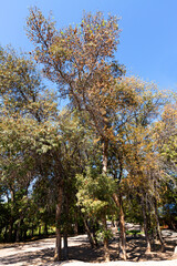Fototapeta premium Ash Tree Groves in Kazakhstan