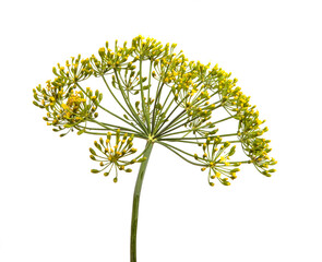 Fototapeta premium flowering branch of dill on a white background