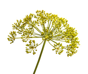 flowering branch of dill on a white background