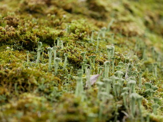 Macrophotography of moss with bokeh effect. Colorful abstract natural background of green moss and seeds, mushrooms and slime mold close-up on a blurry background.