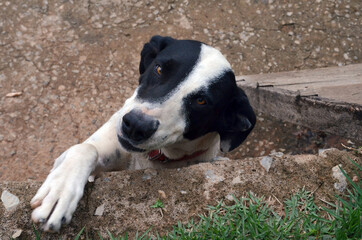 black and white dog