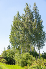 Fototapeta premium Group of white birch trees in sunny summer day with blue sky.