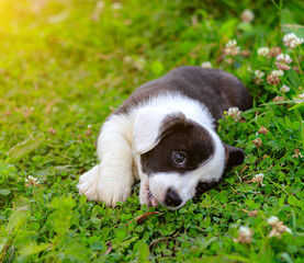 Puppy Welsh Corgi cardigan is lying on the grass. A pet. A beautiful thoroughbred dog. The concept of the artwork for printed materials. Article about dogs. A small puppy on a walk . Corgi dog.