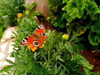 European peacock butterfly - Aglais io