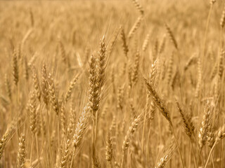golden wheat field and sunny day. close-up