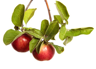 ripe juicy apples on a branch on a white background