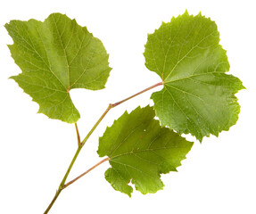 green vine leaves on white background