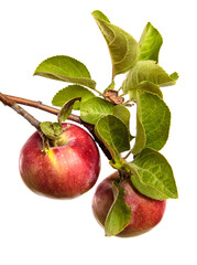 ripe juicy apples on a branch on a white background