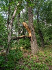 broken trees after an unexpected hurricane or storm