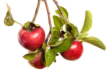 ripe juicy apples on a branch on a white background