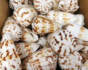 Mixed colorful sea shells as background selective focus