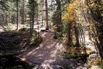 path in the woods