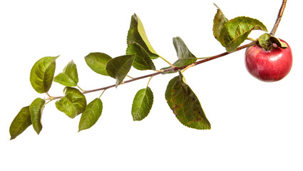 ripe juicy apples on a branch on a white background