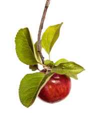 ripe juicy apples on a branch on a white background