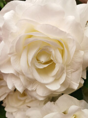 Close up of artificial white rose flowers, floral background. Photo of beautiful fake plastic rose buds