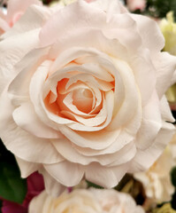 Close up of artificial white rose flowers, floral background. Photo of beautiful fake plastic rose buds