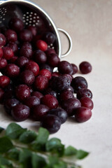 fresh juicy eco-friendly plums in colorant, on a light background